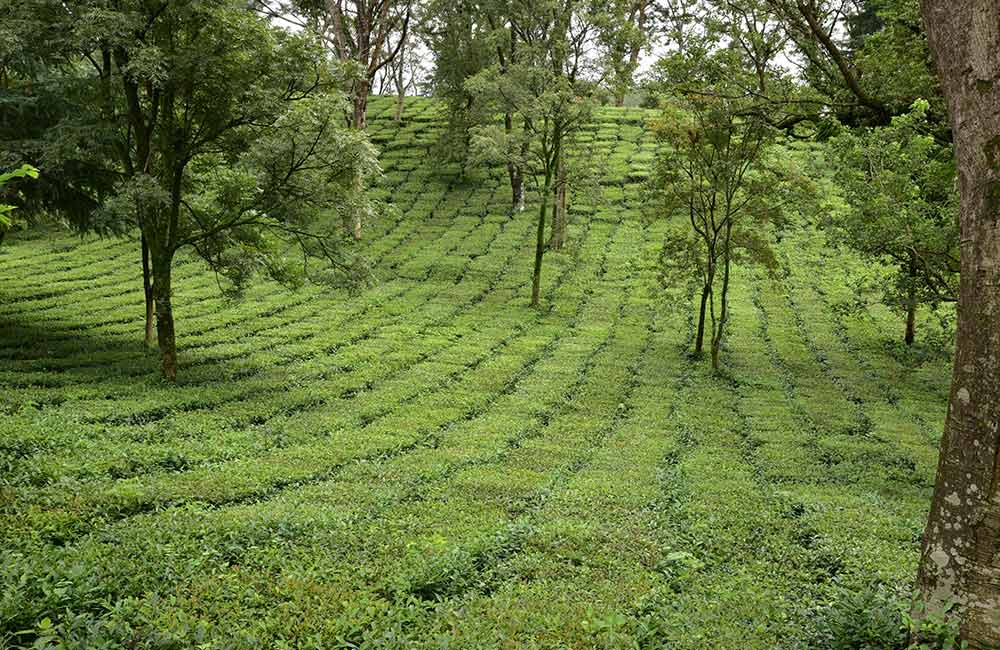 Palampur, Kangra