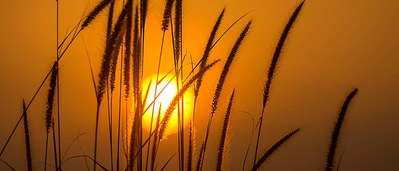 banner-image