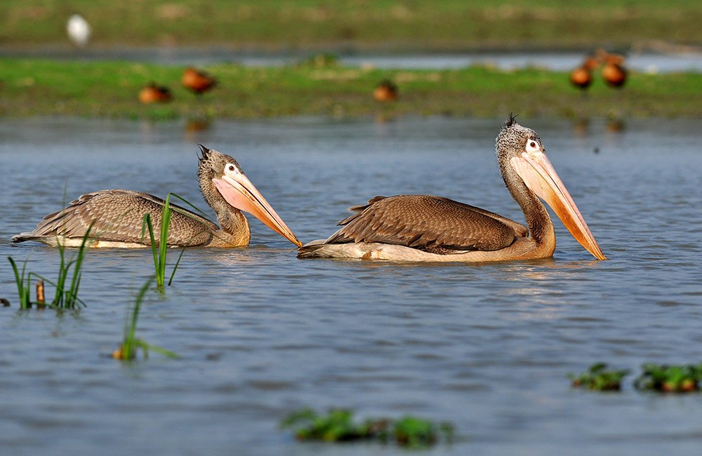 Pobitora Wildlife Sanctuary