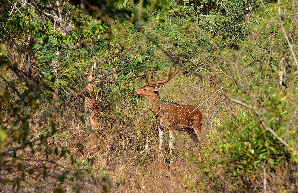 Ralamandal Wildlife Sanctuary | #1 of 15 Best Places to Visit near Indore within 200 km