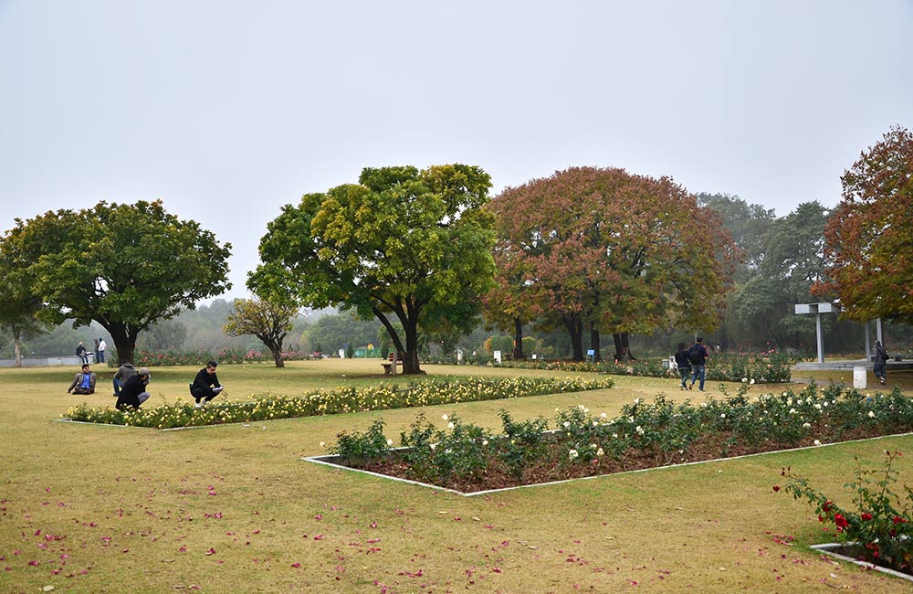 Rose Garden, Mohali