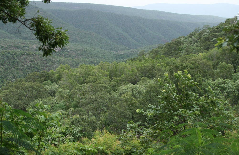 Sri Venkateswara National Park, Tirupati