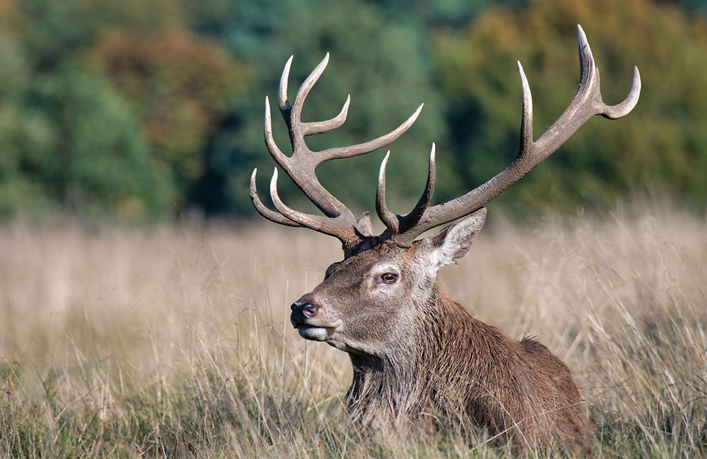 Sukhna Wildlife Sanctuary, Mohali