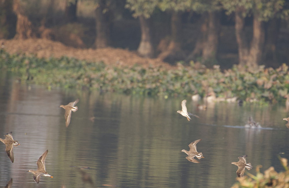 Surajpur Bird Sanctuary | #6 of 8 Best Places to visit in Greater Noida