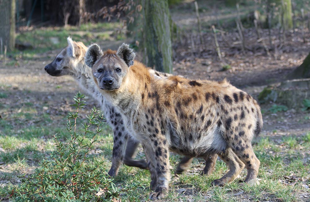 Gwalior Zoo, Gwalior