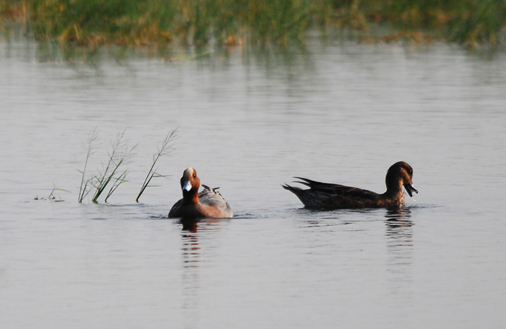 Chembarambakkam Lake, Chennai