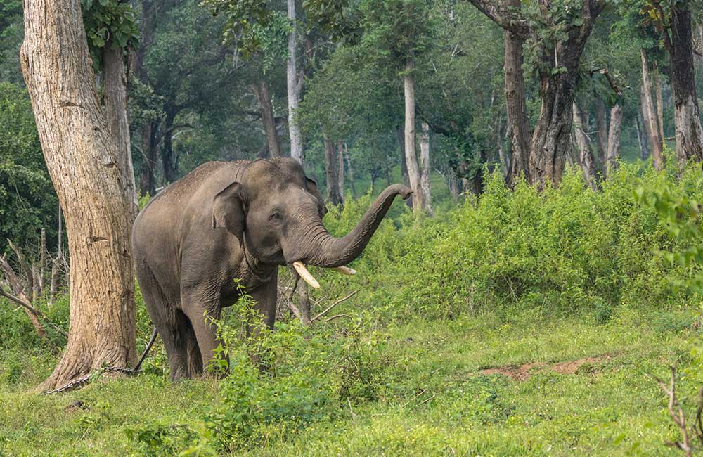 Dubare Elephant Camp, Coorg