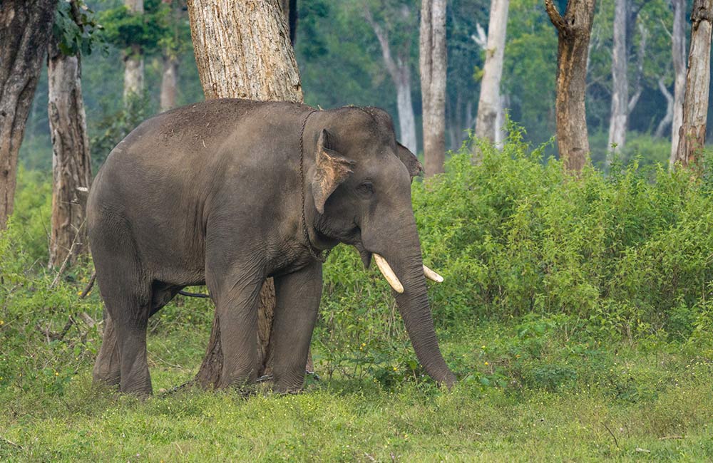 Dubare Elephant Camp, Coorg