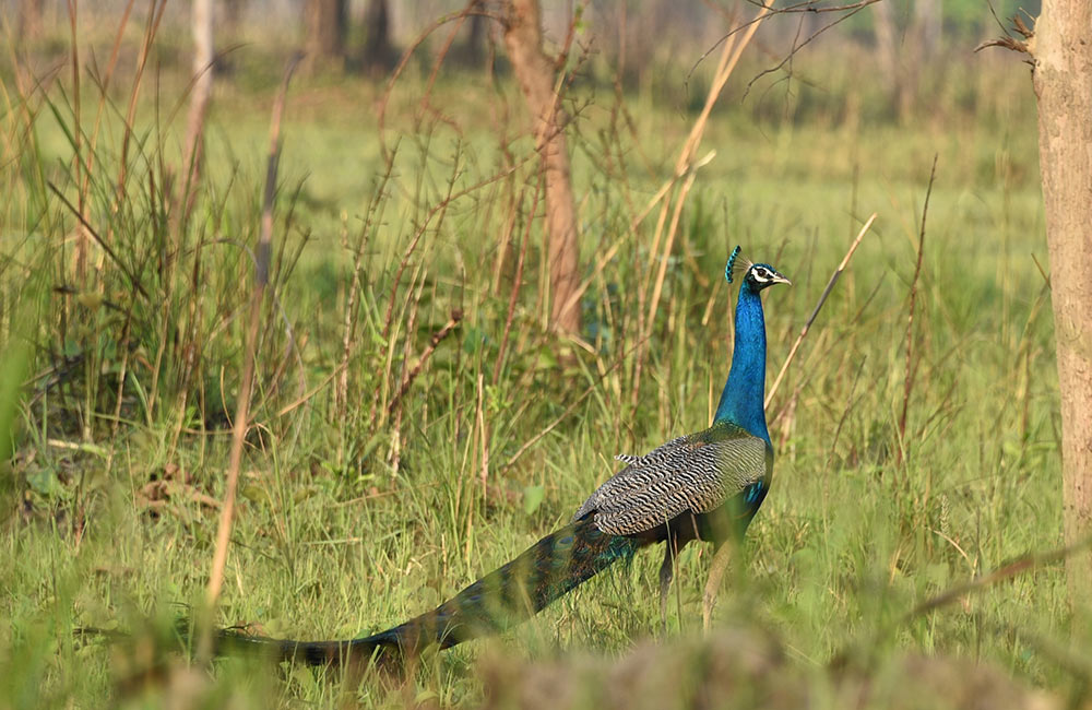 Dudhwa National Park