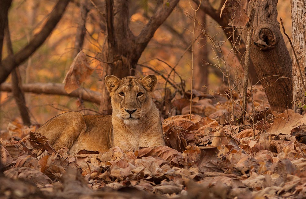 Gir Forest National Park and Wildlife Sanctuary