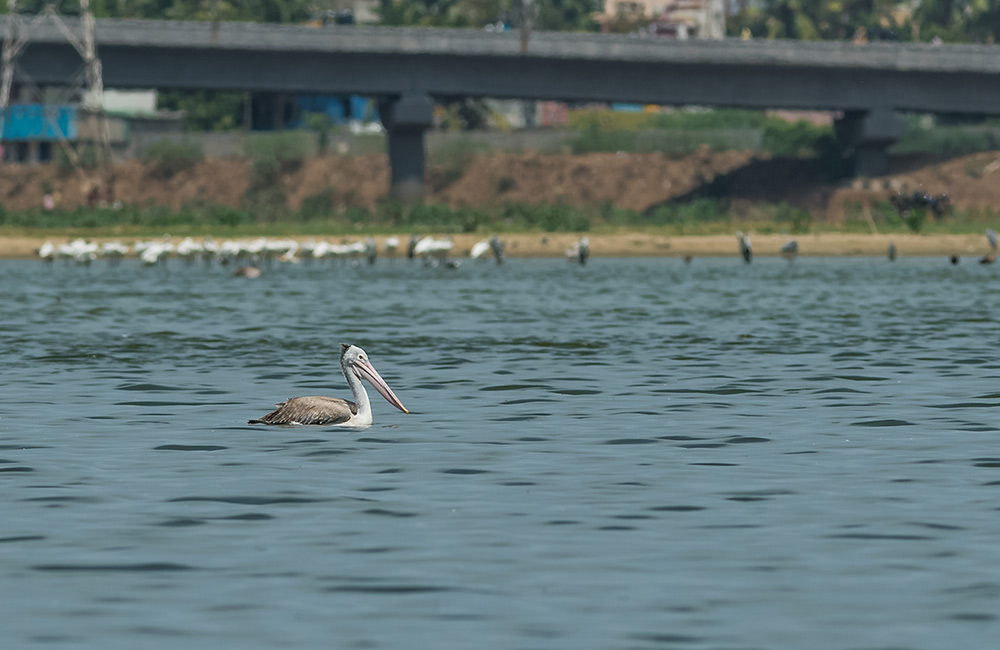 Korattur Lake, Chennai