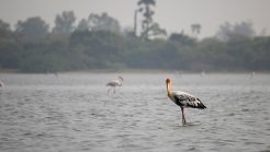 7 Scintillating Lakes in and around Chennai