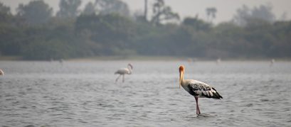 7 Scintillating Lakes in and around Chennai