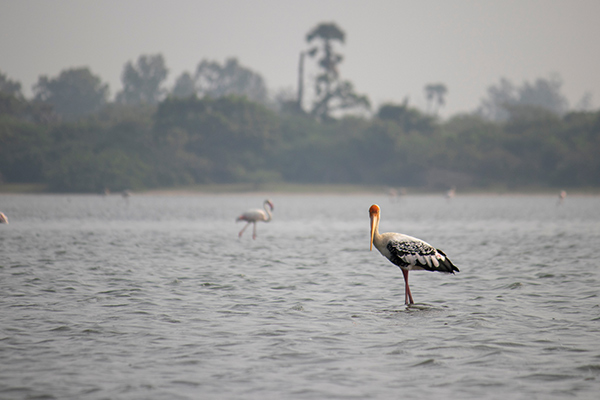 7 Scintillating Lakes in and around Chennai