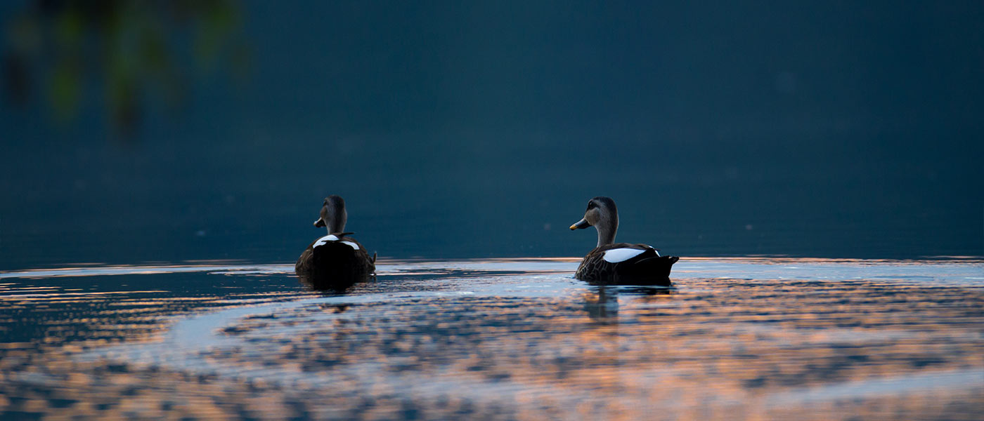 banner-image