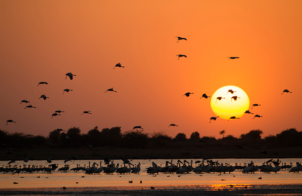 Little Rann of Kutch