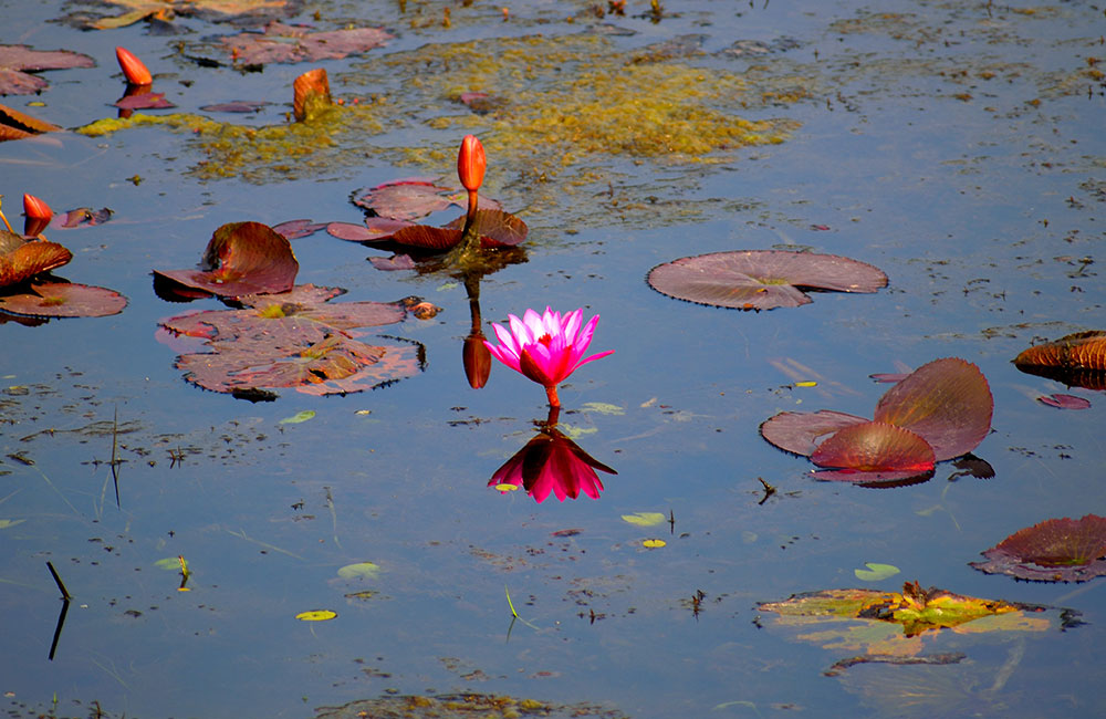 Lotus Lake