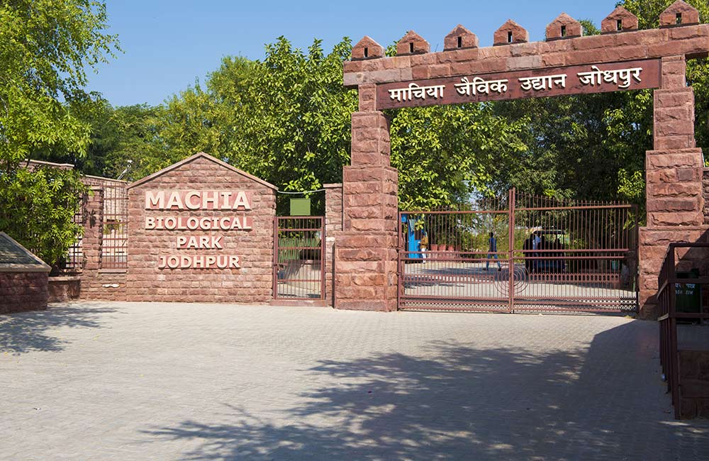 Day at Machia Biological Park | #20 of 20 Things to Do in Jodhpur