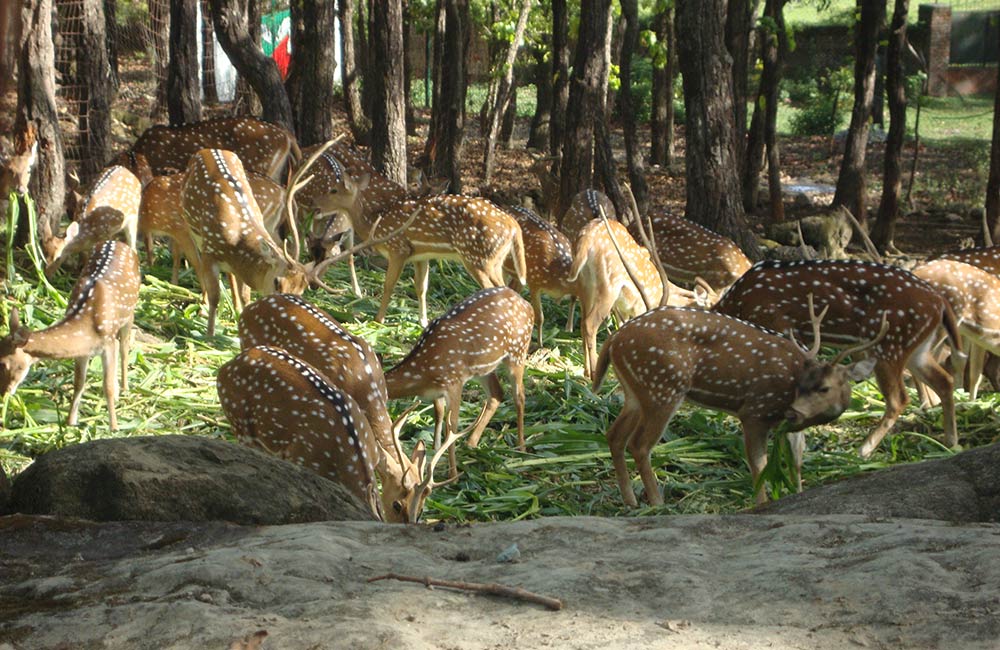 Malsi Deer Park, Dehradun