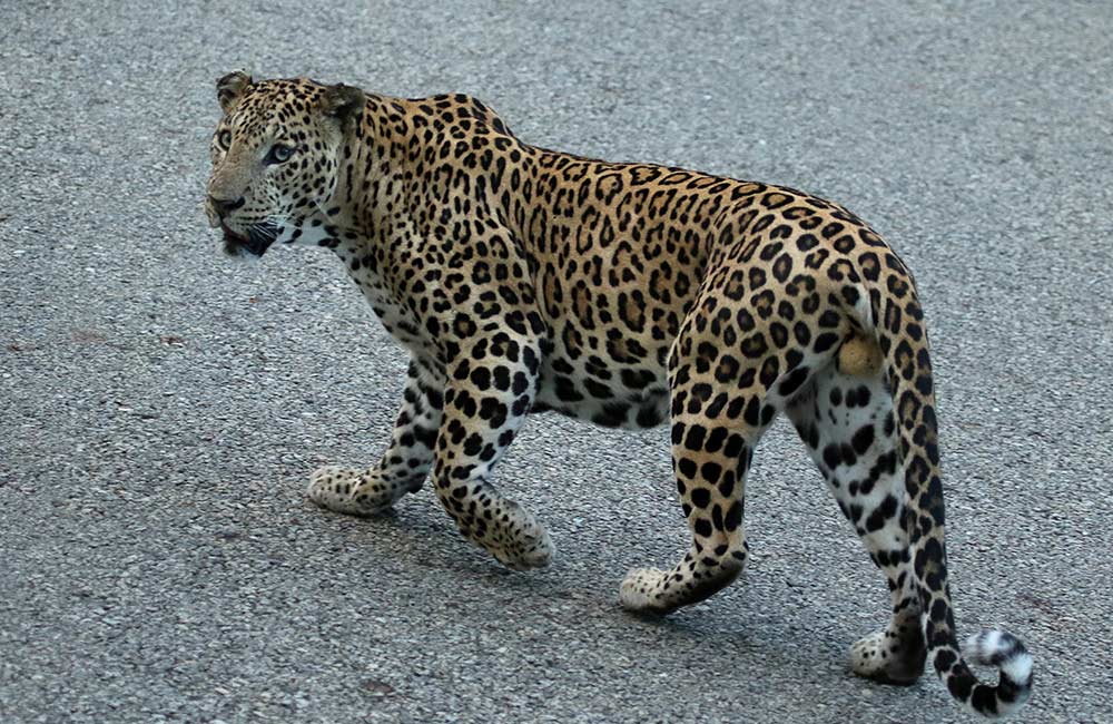 Nagarhole National Park, Coorg