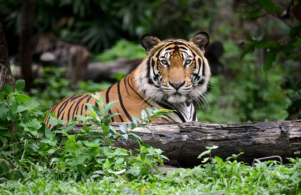 Nagarhole National Park, Coorg