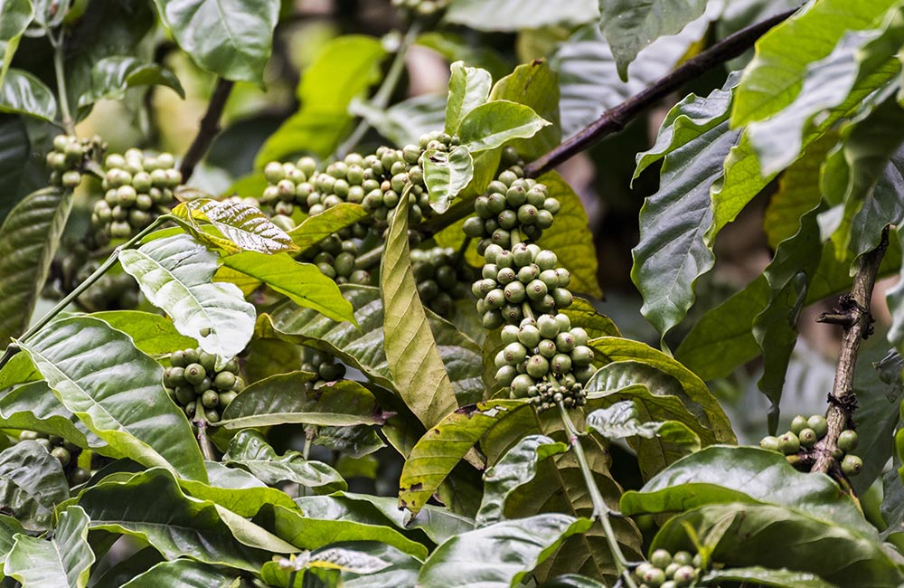 Plantation Walks, Coorg