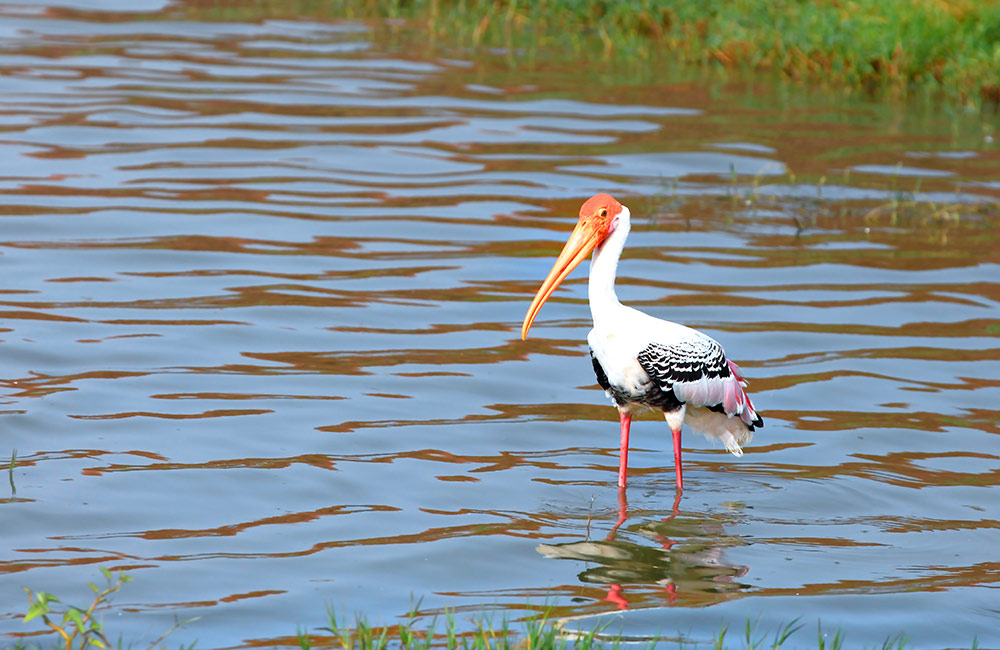 Powai Lake, Mumbai