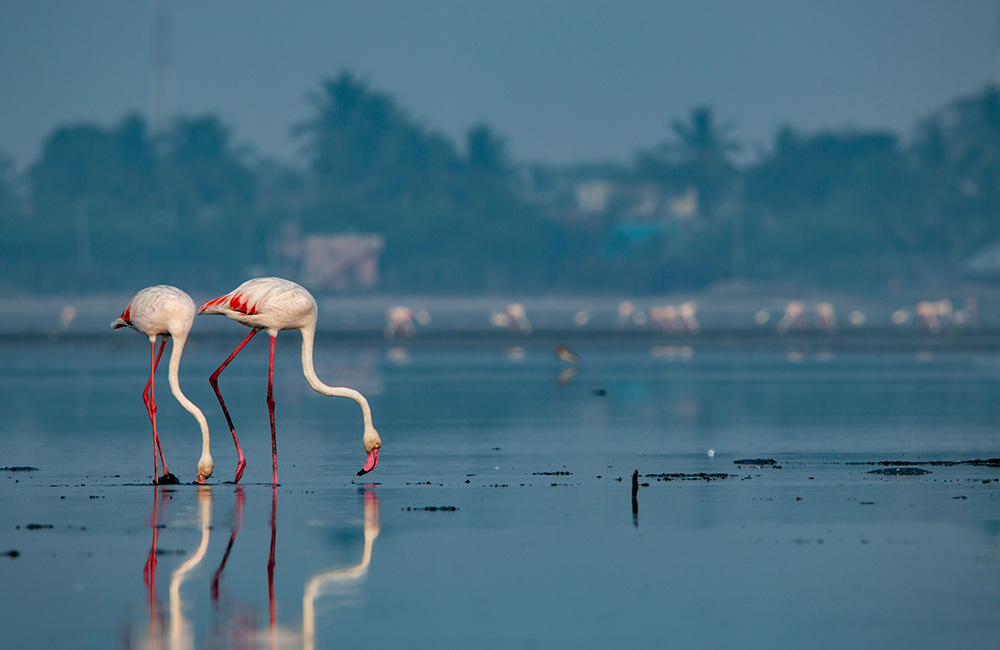 Pulicat Lake, Chennai