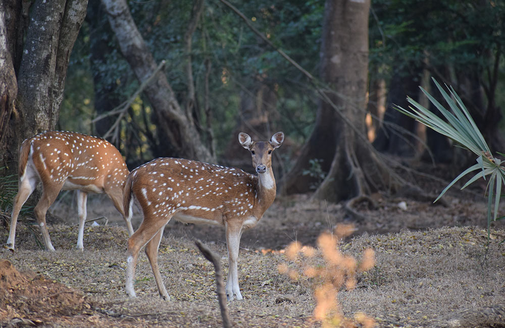 Sanjay Gandhi National Park