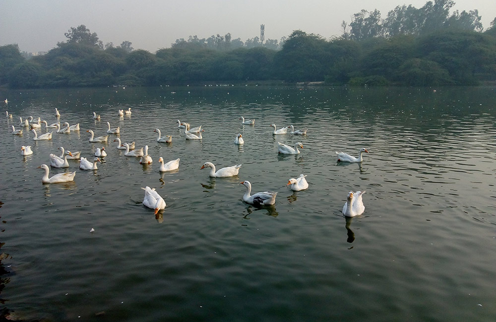 Sanjay Lake, New Delhi