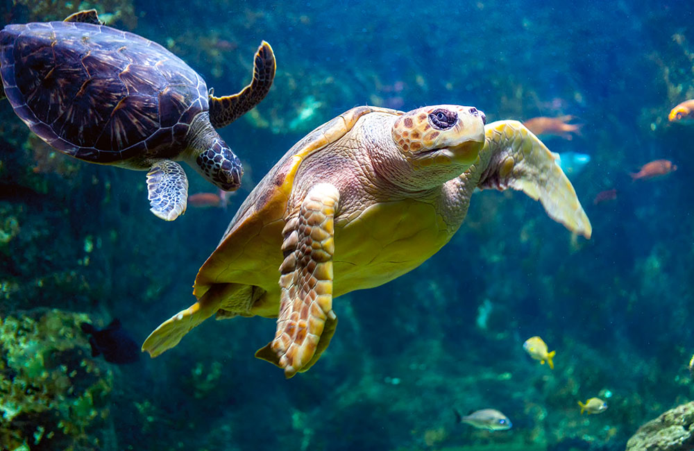 India's Largest Fish Aquarium