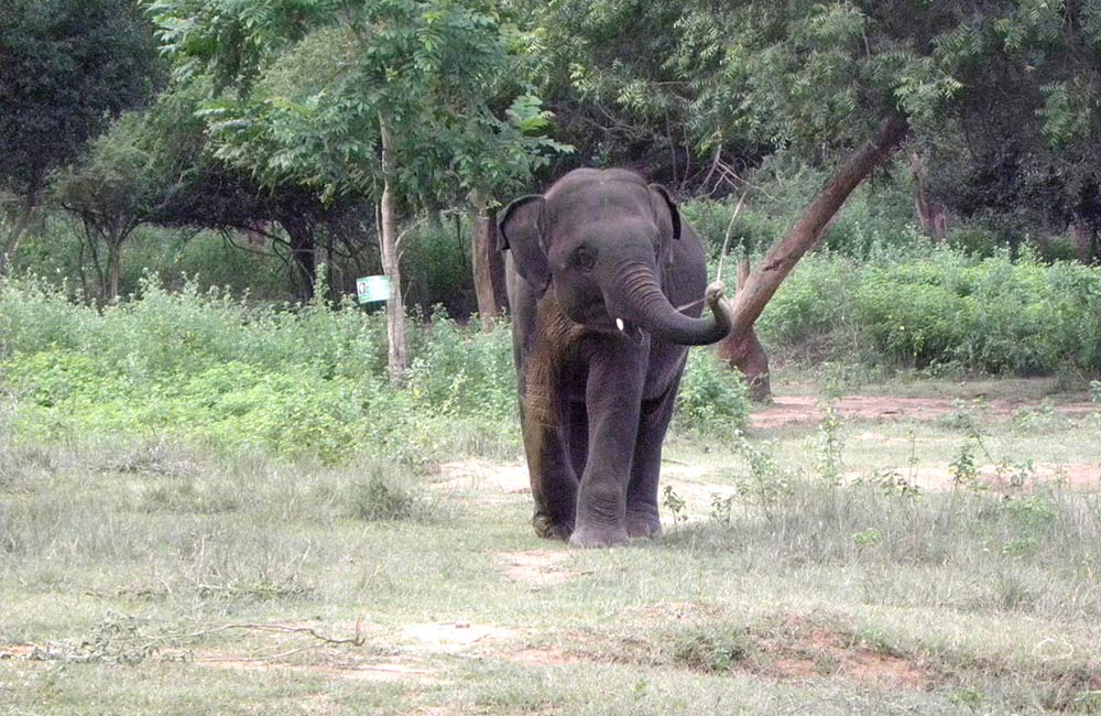 Arignar Anna Zoological Park 