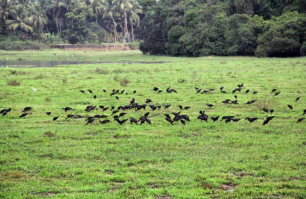 Batim Lake, Goa