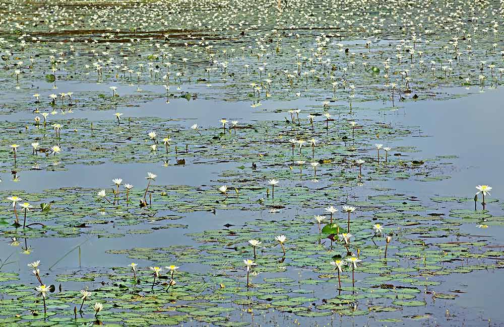 Carambolim Lake, Goa