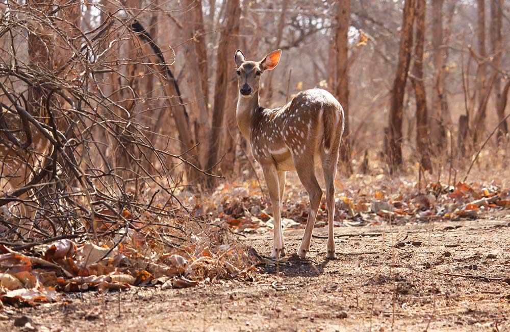 Guindy National Park