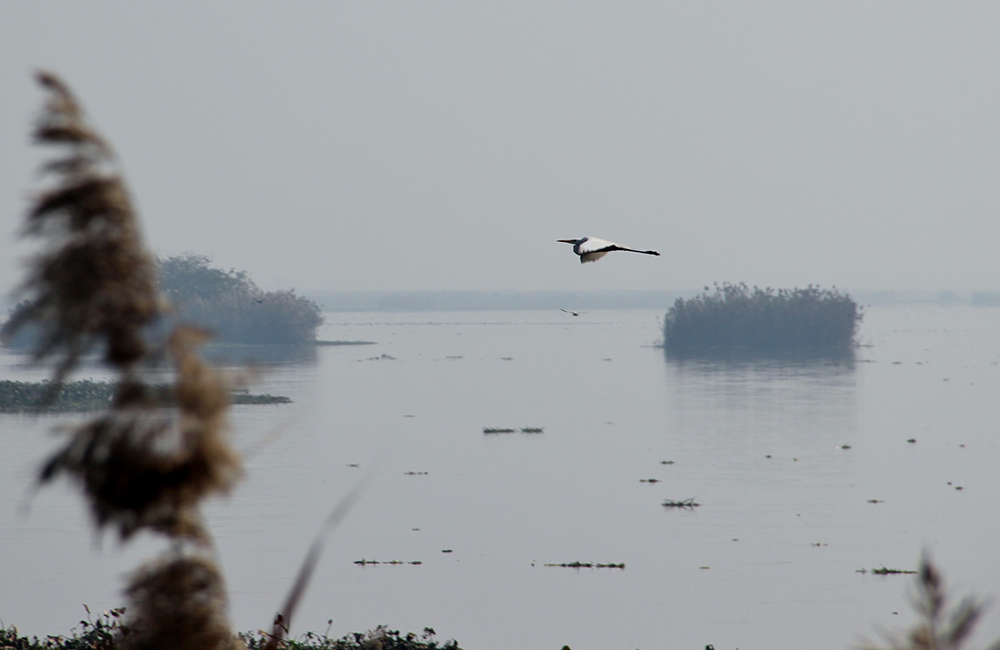 Harike Wetlands and Bird Sanctuary, Jakopur Khurd