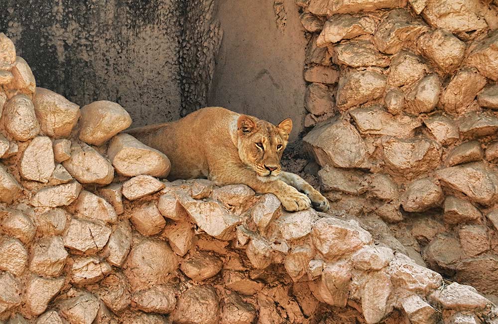 Lucknow Zoo, Lucknow