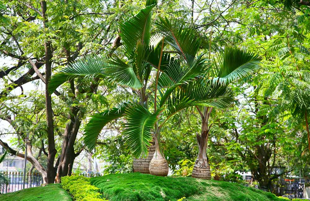 Lumbini Park, Hyderabad