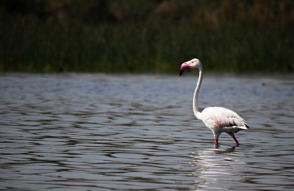 Nal Sarovar Lake and Sanctuary, Ahmedabad