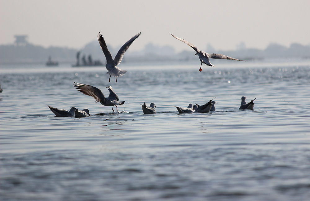 Nalsarovar Bird Sanctuary