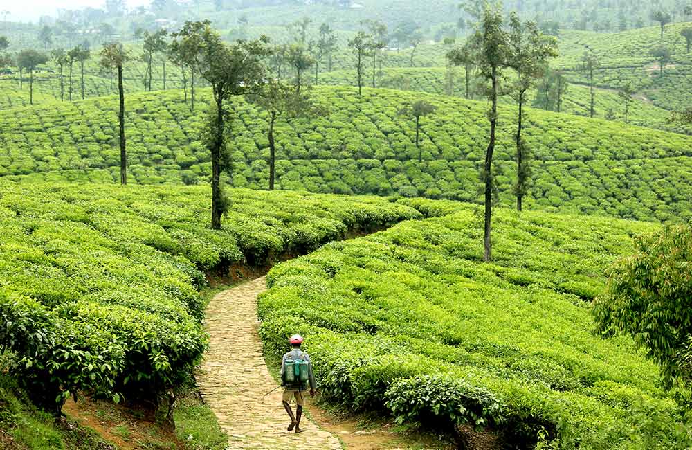 Ooty Lake Market, Ooty