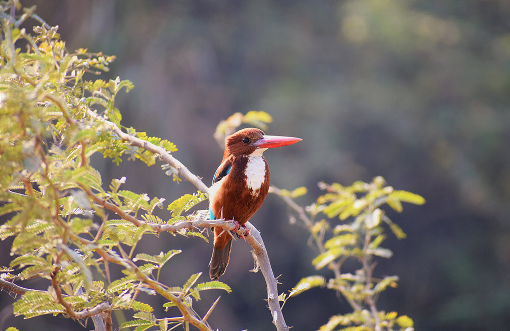 Okhla Bird Sanctuary, Noida