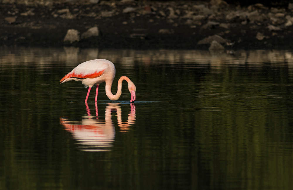 Pulicat Lake