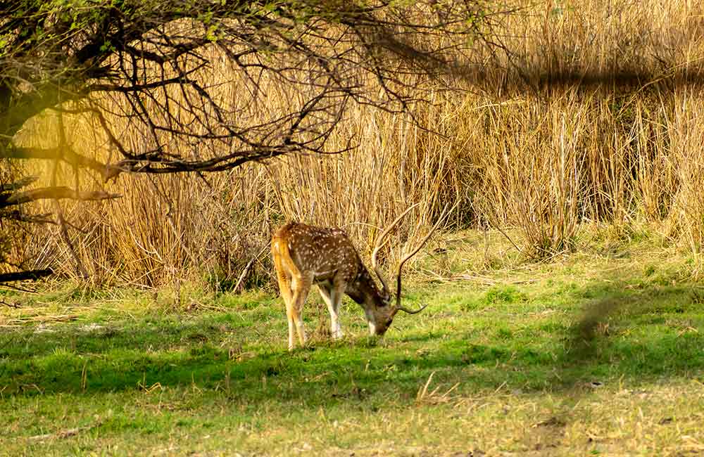 Ralamandal Wildlife Sanctuary, Indore