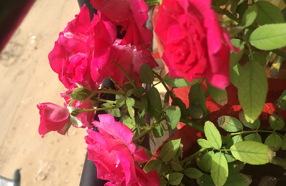 Rose Garden, Pushkar