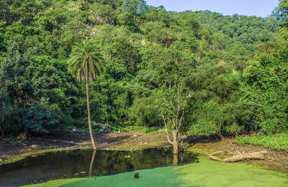 Sariska National Park