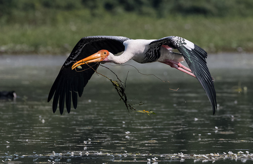 Sultanpur National Park & Bird Sanctuary