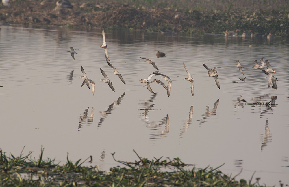 Surajpur Bird Sanctuary, Noida