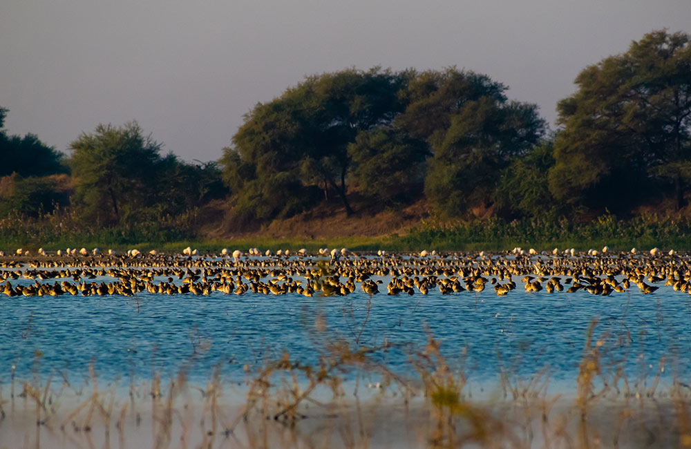 Thol Lake Bird Sanctuary