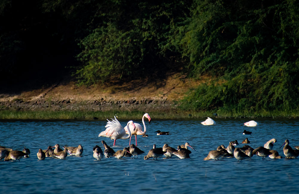 Thol Lake and Sanctuary, Ahmedabad